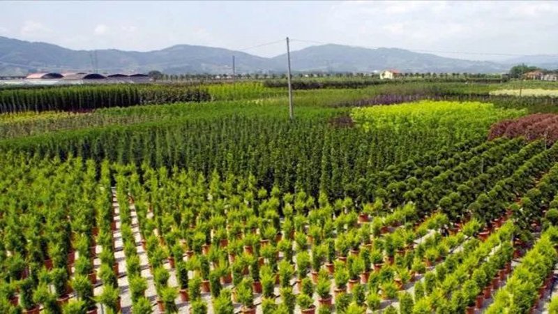 河北昊森园林工程苗木供应:选择合格的供应商至关重要