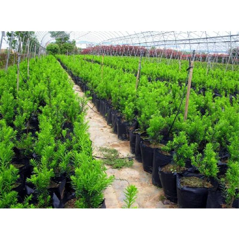 紫薇花苗木批发：选择优质苗木，打造美丽园林