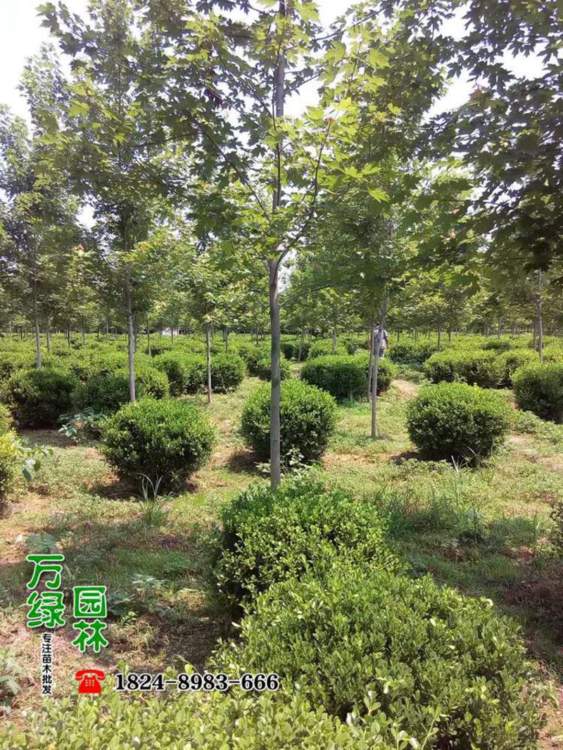 苗木供应商资质要求，你真的了解吗？