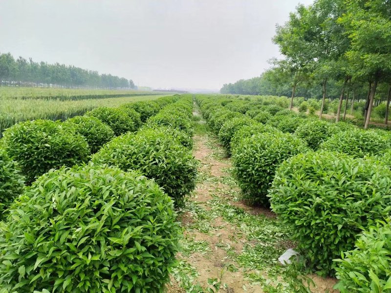 苗木供应结算单怎么填写